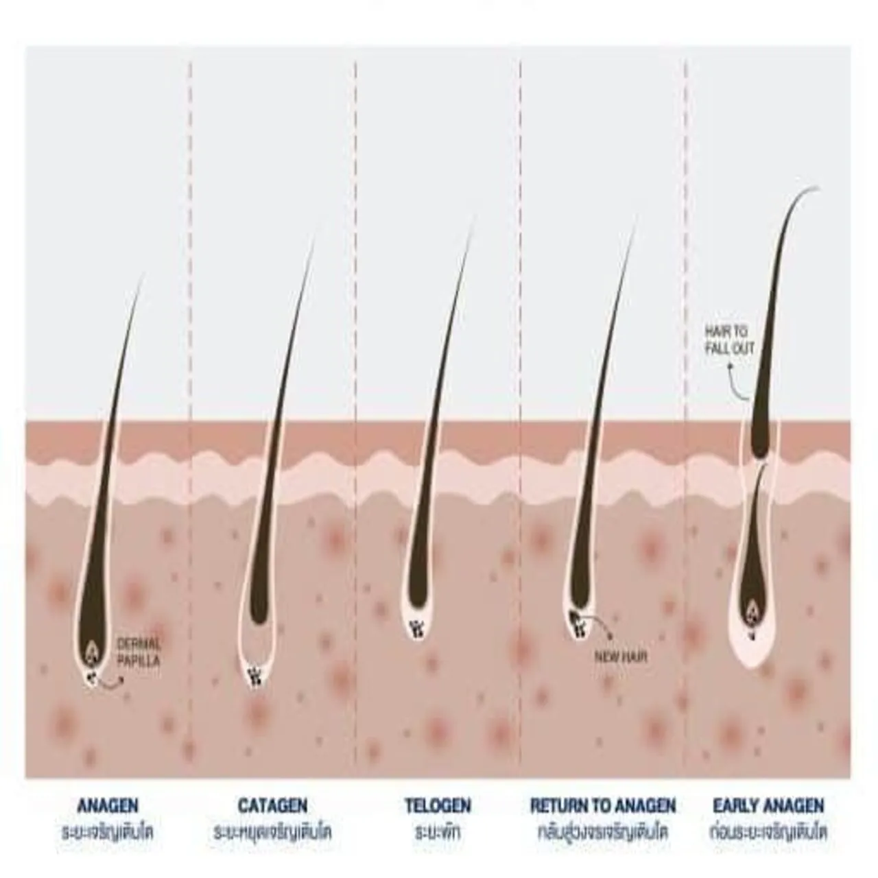 วงจรชีวิตเส้นผม (Hair Life Cycle)