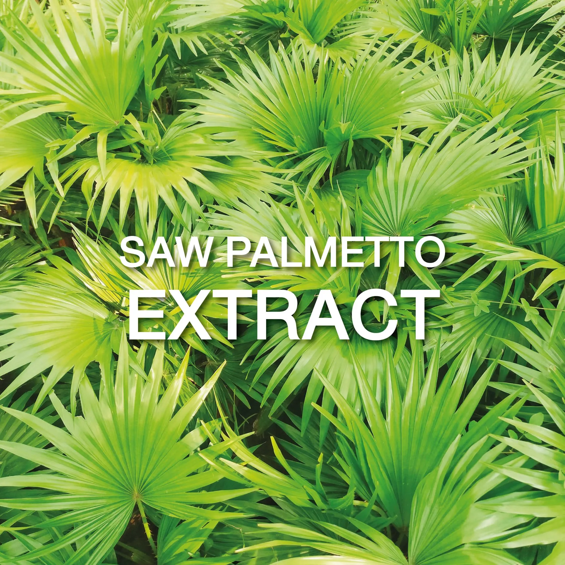 SAW PALMETTO EXTRACT