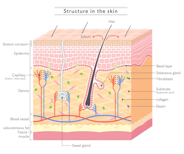 skin structure – เกศา คลินิก - kesa hair clinic skin structure เกศา คลินิก - kesa hair clinic