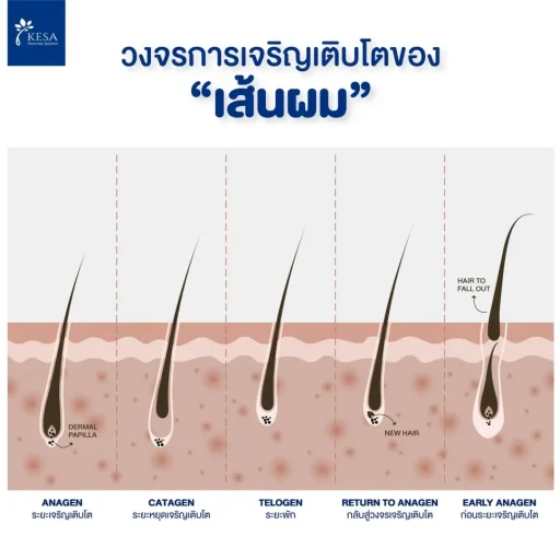 วงจรเส้นผม